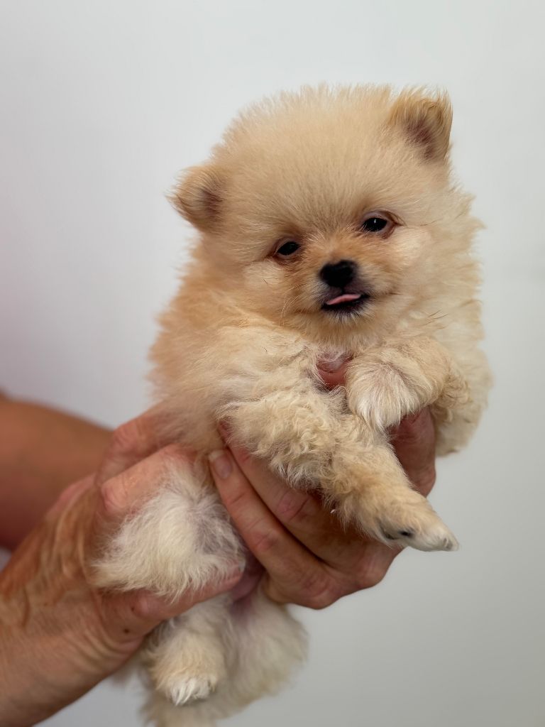 Du Parc De Hoya - Chiots disponibles - Spitz allemand