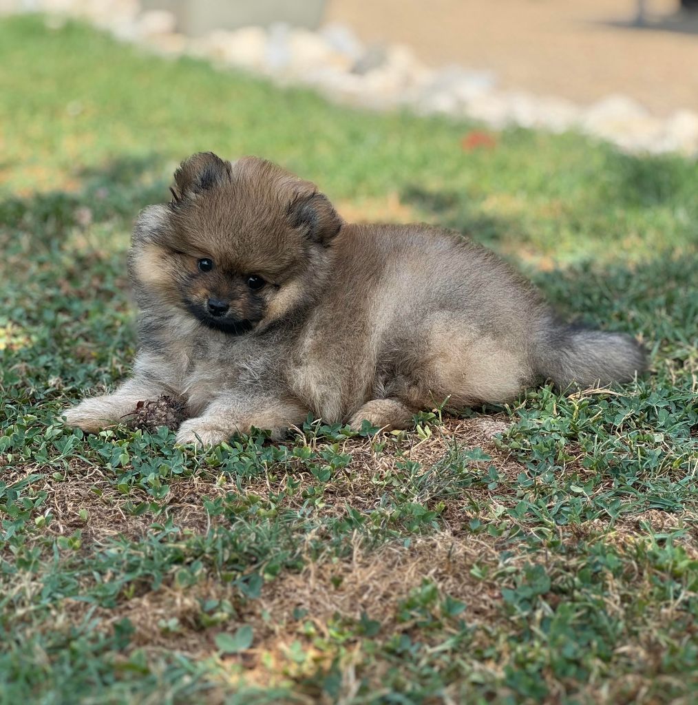 Du Parc De Hoya - Chiots disponibles - Spitz allemand