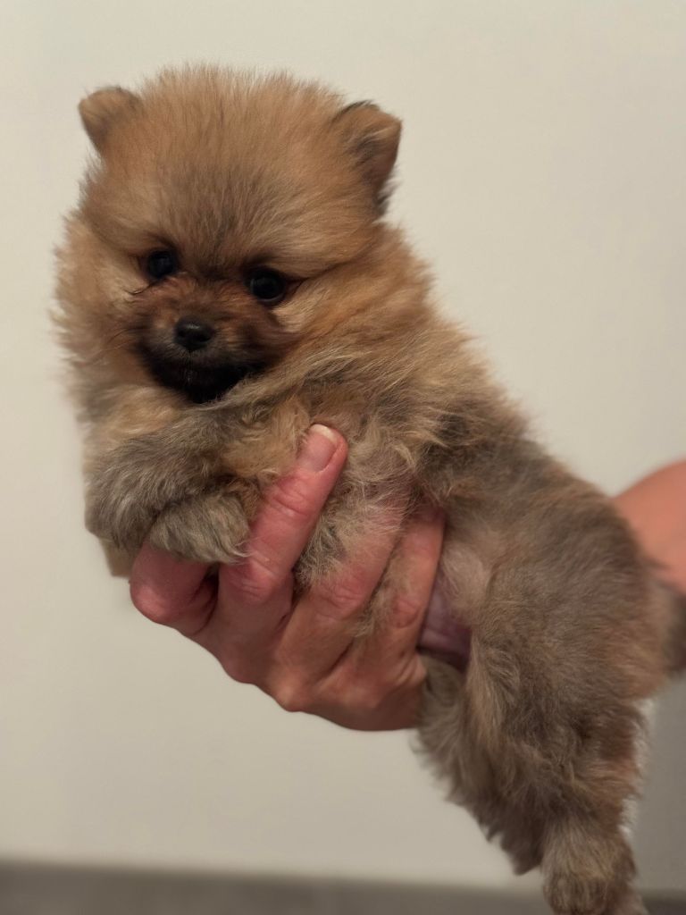 Du Parc De Hoya - Chiots disponibles - Spitz allemand
