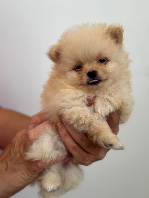 CHIOT 1