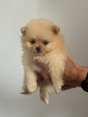 CHIOT 4