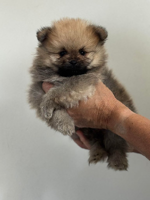 CHIOT 2