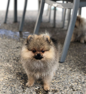 CHIOT 2