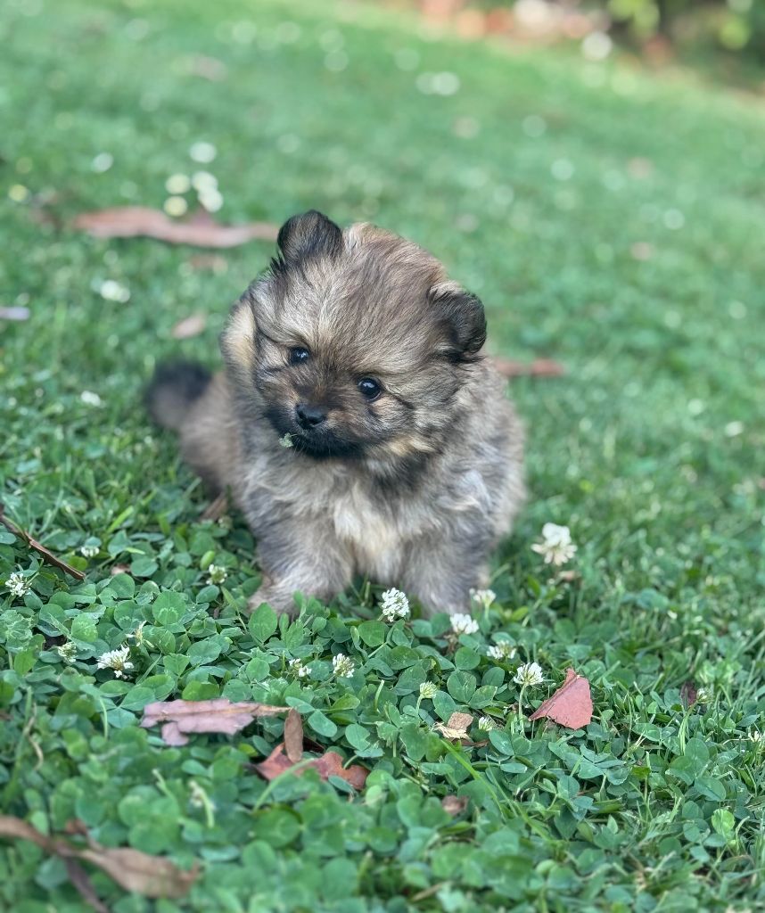 Du Parc De Hoya - Chiots disponibles - Spitz allemand